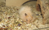 Mose2