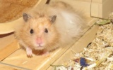 Mose5