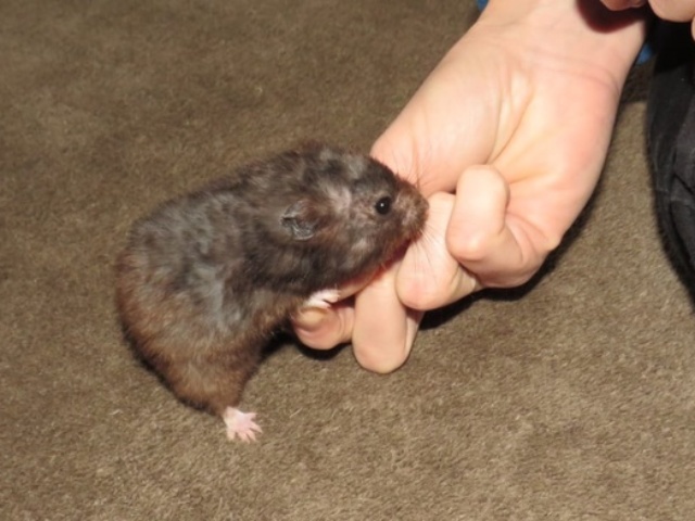 Lenny Goldhamster Hamsterhilfe Südwest