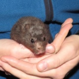 Lenny Goldhamster Hamsterhilfe Südwest