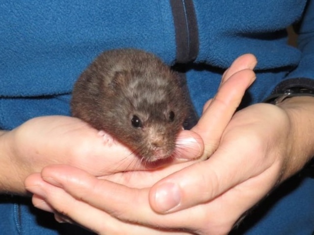 Lenny Goldhamster Hamsterhilfe Südwest