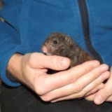 Lenny Goldhamster Hamsterhilfe Südwest