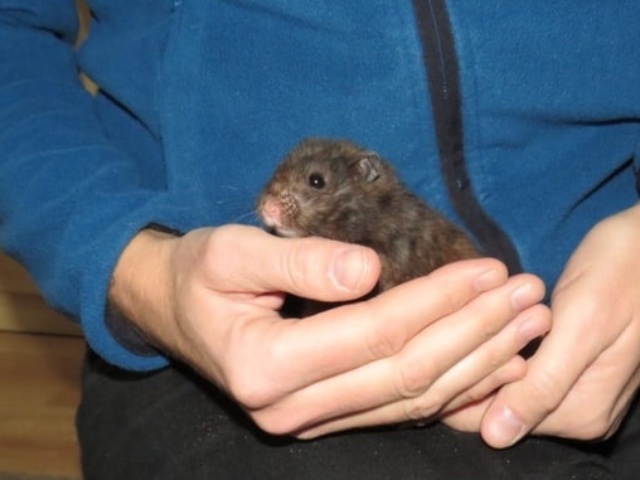 Lenny Goldhamster Hamsterhilfe Südwest