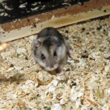 Hamsterhilfe Südwest