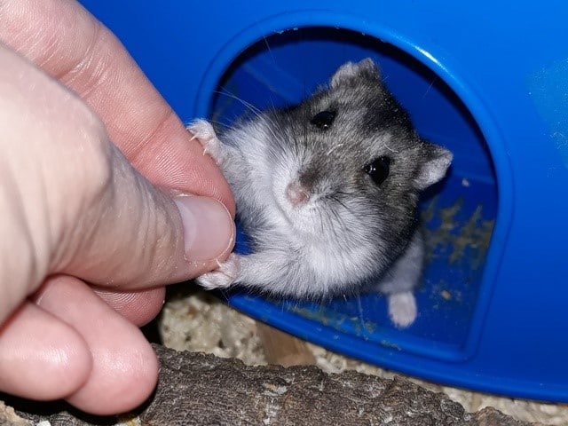 Hamsterhilfe Südwest Daiki