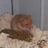 Hamsterhilfe Südwest Idgie