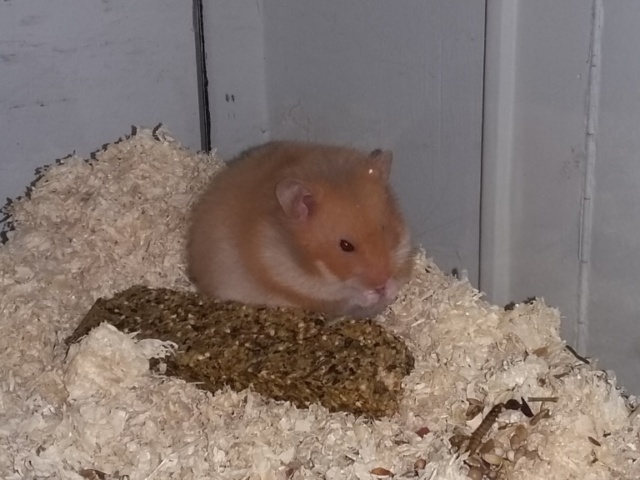 Hamsterhilfe Südwest idgie