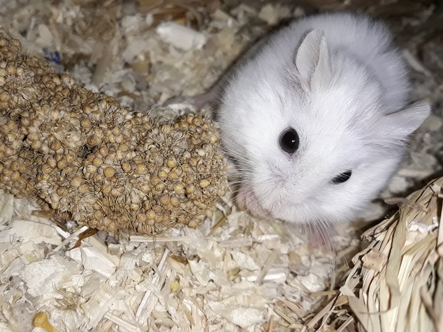 Hamsterhilfe Südwest Annegret