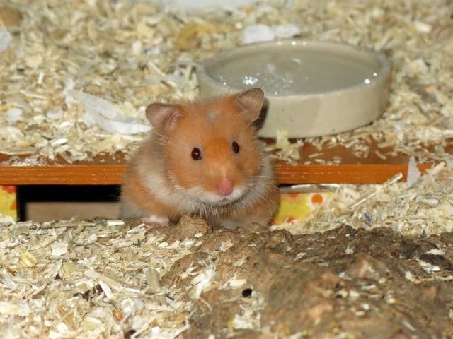 Hamsterhilfe Südwest Teddyhamster