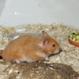 Hamsterhilfe Südwest