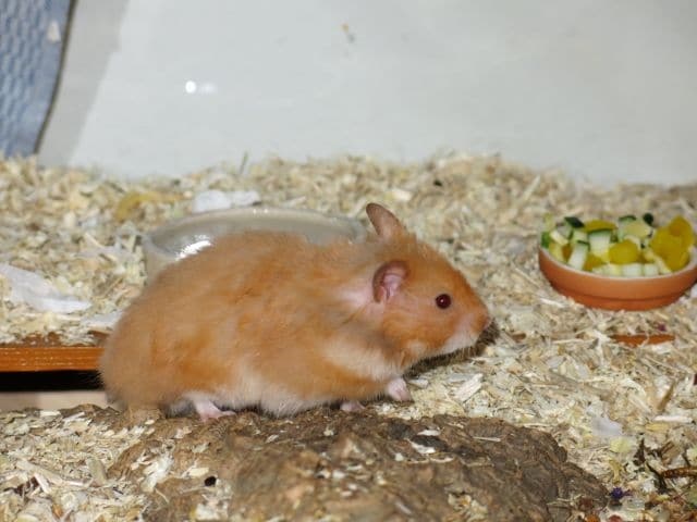Hamsterhilfe Südwest
