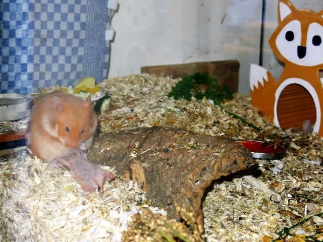Hamsterhilfe Südwest