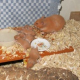 Hamsterhilfe Südwest