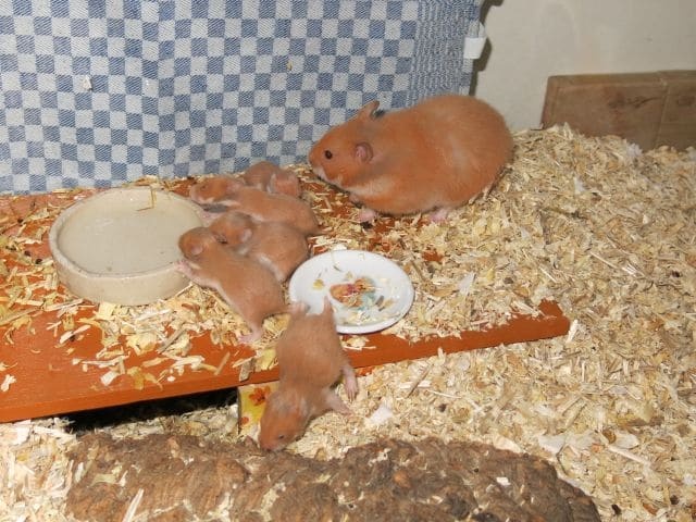 Hamsterhilfe Südwest