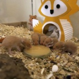 Hamsterhilfe Südwest