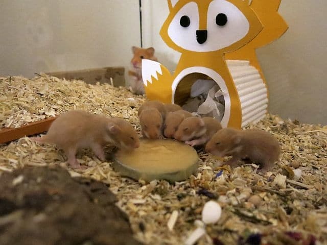 Hamsterhilfe Südwest