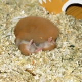 Hamsterhilfe Südwest