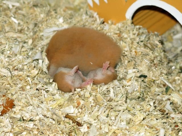 Hamsterhilfe Südwest