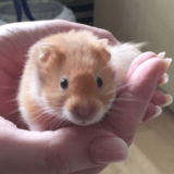 Igor