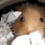Hamsterhilfe Südwest Ingeborg