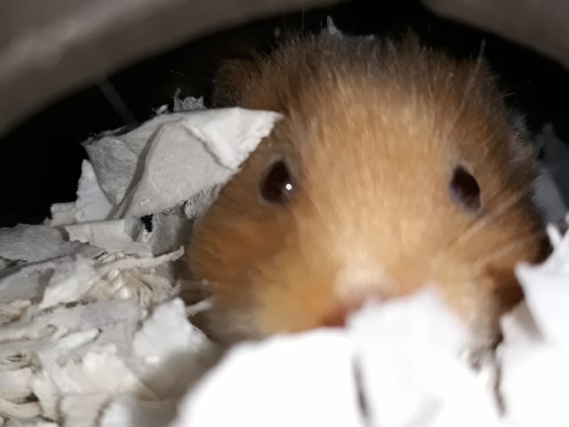 Hamsterhilfe Südwest Ingeborg