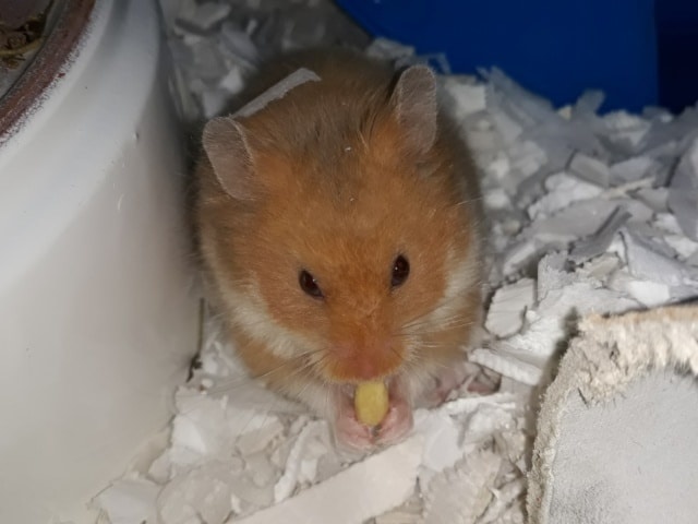 Hamsterhilfe Südwest Ingeborg