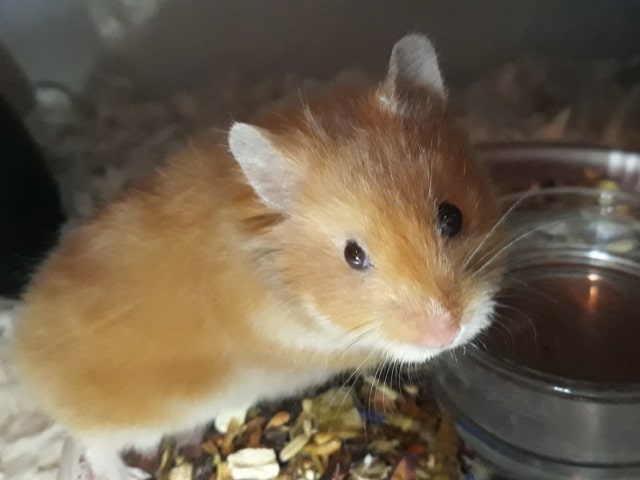 Hamsterhilfe Südwest Ingeborg