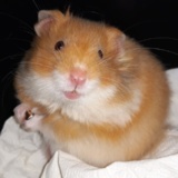 Hamsterhilfe Südwest Inuyasha