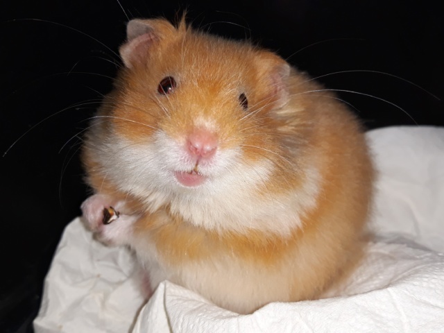 Hamsterhilfe Südwest Inuyasha