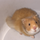 Ivan