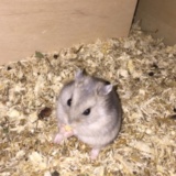 Hamsterhilfe Südwest Zwerghamster