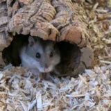 Hamsterhilfe Südwest Hybrid Agouti