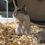 Hamsterhilfe Südwest Hybrid Agouti