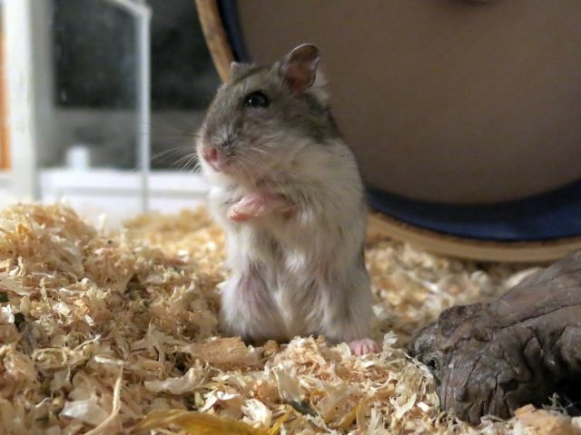Hamsterhilfe Südwest Hybrid Agouti
