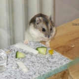 Hamsterhilfe Südwest Hybrid Agouti