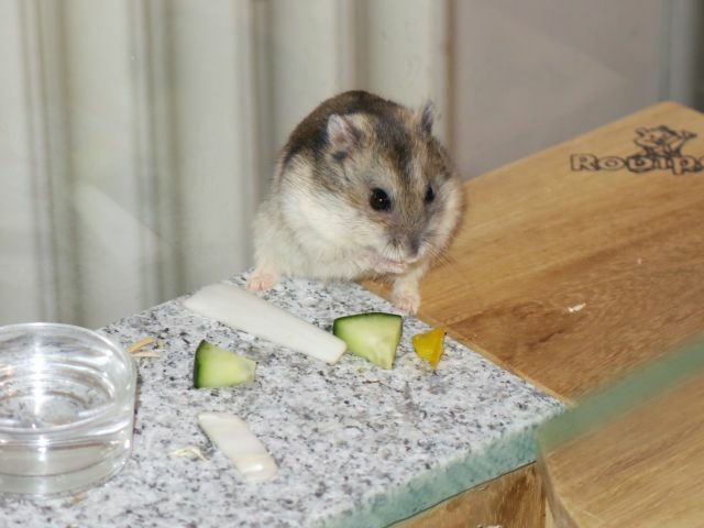 Hamsterhilfe Südwest Hybrid Agouti