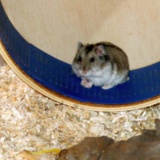 Hamsterhilfe Südwest Hybrid Agouti