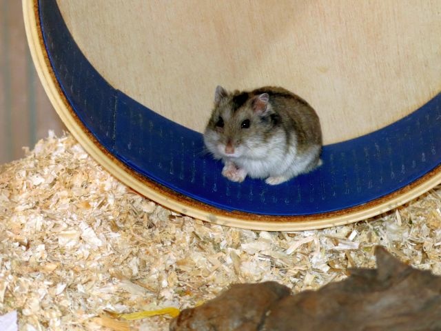 Hamsterhilfe Südwest Hybrid Agouti