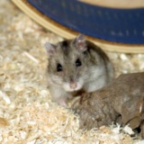 Hamsterhilfe Südwest Hybrid Agouti