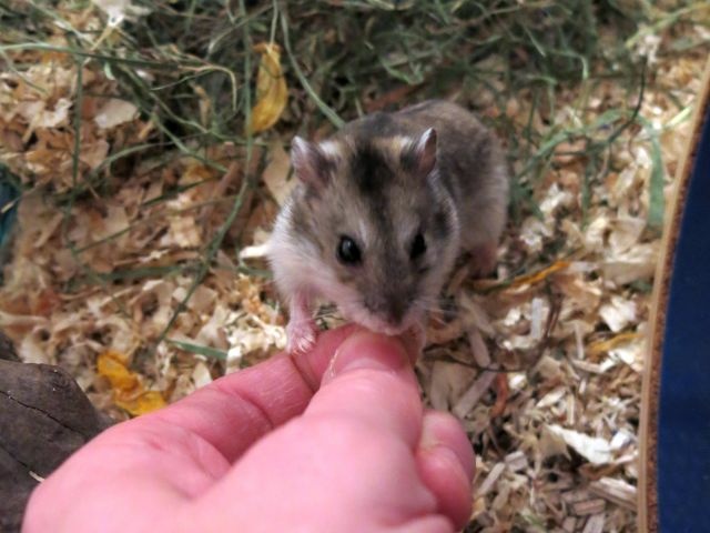 Hamsterhilfe Südwest Hybrid Agouti