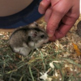 Hamsterhilfe Südwest Hybrid Agouti