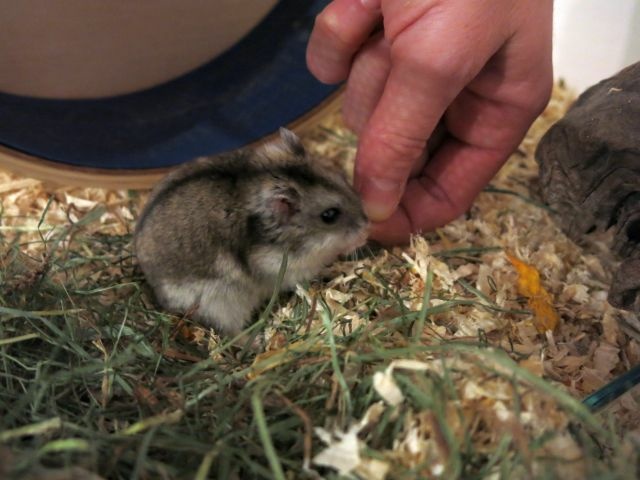 Hamsterhilfe Südwest Hybrid Agouti