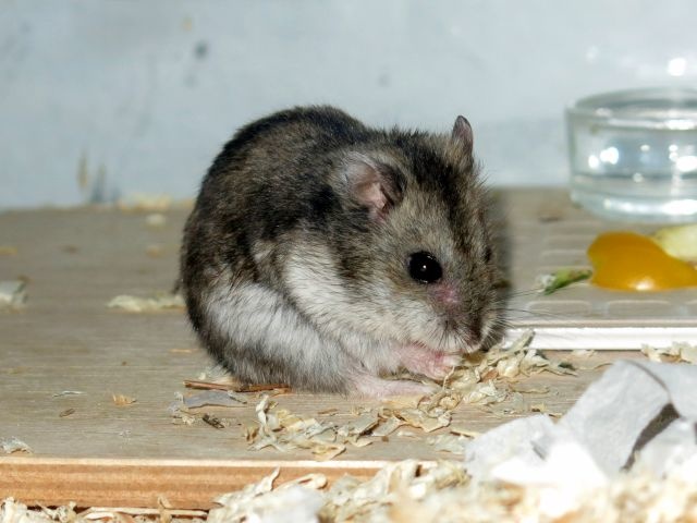 Hamsterhilfe Südwest Hybrid Agouti