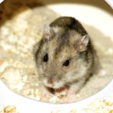 Hamsterhilfe Südwest Hybrid Agouti