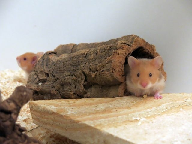 Hamsterhilfe Südwest Cinnamon Hamsterkinder