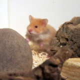 Hamsterhilfe Südwest Cinnamon Hamsterkinder