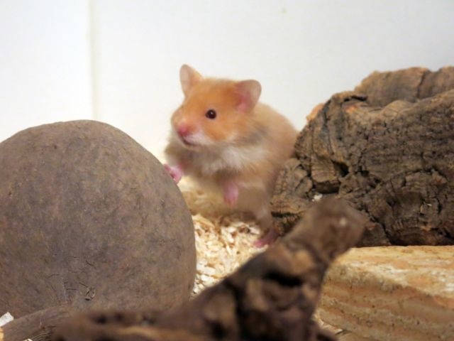 Hamsterhilfe Südwest Cinnamon Hamsterkinder