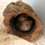 Hamsterhilfe Südwest Cinnamon Hamsterkinder