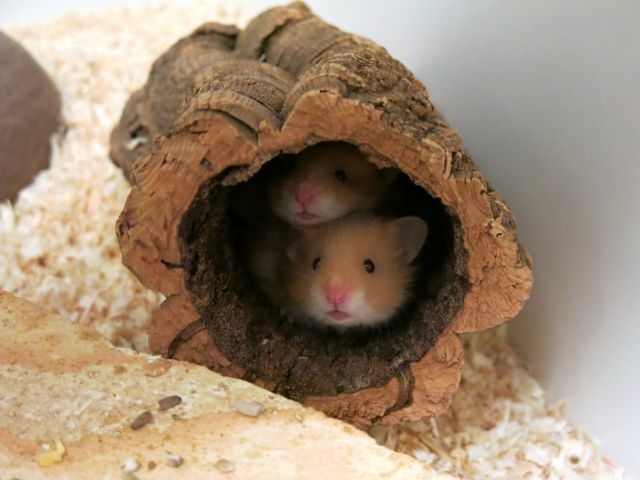 Hamsterhilfe Südwest Cinnamon Hamsterkinder