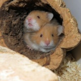 Hamsterhilfe Südwest Cinnamon Hamsterkinder